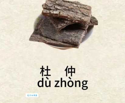 杜仲怎么吃最有效 杜仲科植物食用方法与禁忌