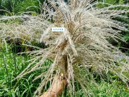 芒草是什么植物 禾本科芒属植物的特点与用途介绍