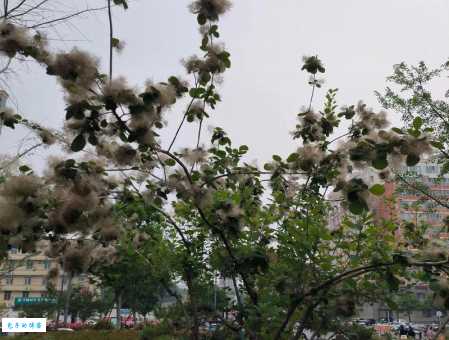 美国红栌和普通黄栌区别漆树科植物对比