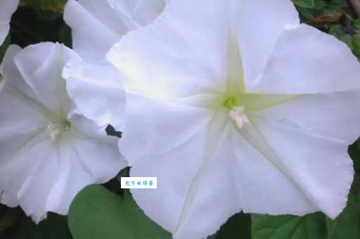 月光花与牵牛花的区别 旋花科植物辨识技巧