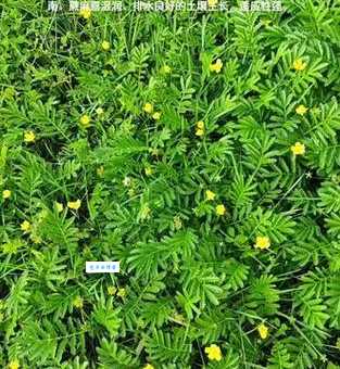 蕨麻怎么种植 蔷薇科蕨麻属植物栽培技巧分享