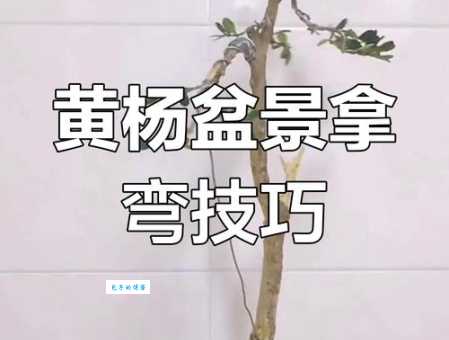 黄杨盆景制作方法 黄杨属植物造型技巧