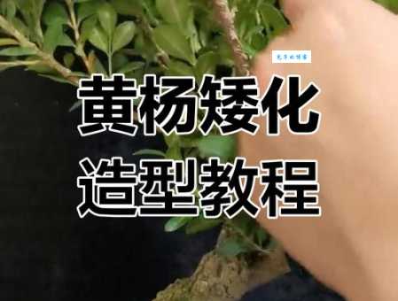 黄杨盆景制作方法 黄杨属植物造型技巧