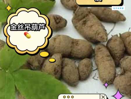 金丝搅瓜怎么种植 葫芦科植物养护技巧分享