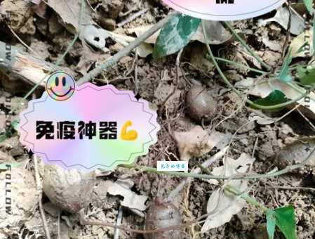 金丝搅瓜怎么种植 葫芦科植物养护技巧分享