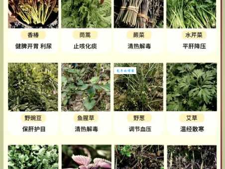 红药的功效与作用这种苦苣苔科植物不简单
