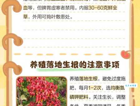 落地生根适合室内养吗 景天科植物种植环境指南