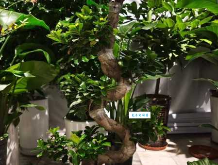 榕属植物分布在哪里 桑科榕属生长地区盘点