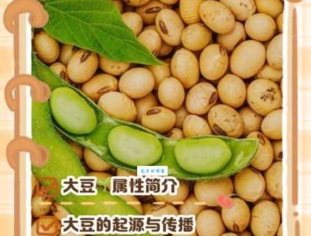 大豆和黄豆有什么区别 豆科大豆属植物知识科普