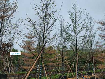 枫香树适合种在哪里 蕈树科枫香树属植物种植指南