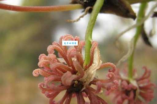 枫香树适合种在哪里 蕈树科枫香树属植物种植指南