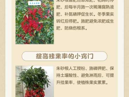 朱砂根怎么养 报春花科植物的养护技巧分享
