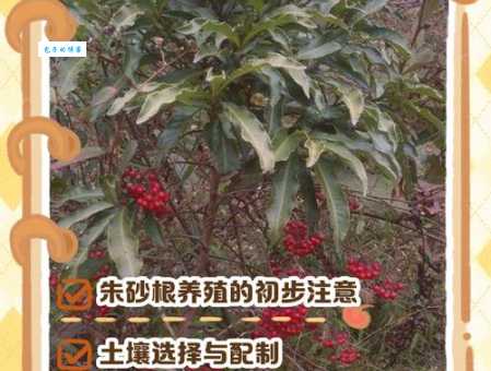 朱砂根怎么养 报春花科植物的养护技巧分享