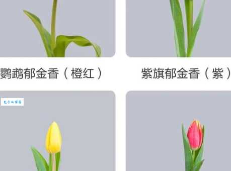 郁金香的花语是什么 百合科花卉寓意解析