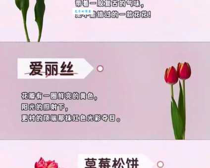 郁金香的花语是什么 百合科花卉寓意解析