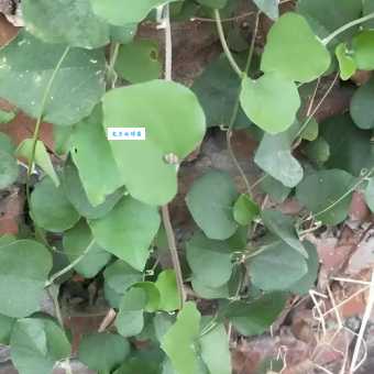 木防己是什么植物 防己科木防己属的药用植物介绍