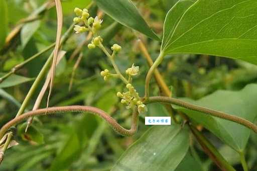 木防己是什么植物 防己科木防己属的药用植物介绍