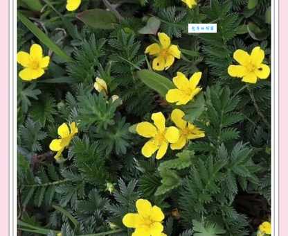 蕨麻怎么种植 蔷薇科蕨麻属栽培技巧分享
