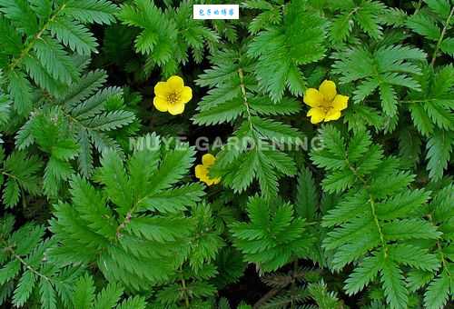 蕨麻怎么种植 蔷薇科蕨麻属栽培技巧分享