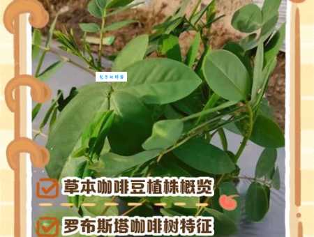 小粒咖啡是什么 茜草科咖啡属植物介绍与特点