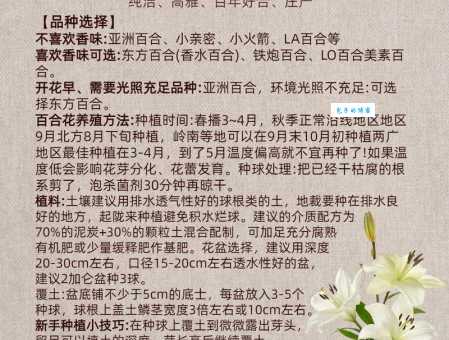 百合的功效与作用及食用禁忌