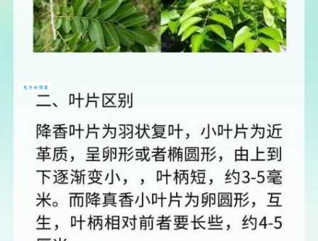 降香和黄檀的区别 豆科黄檀属植物对比解析
