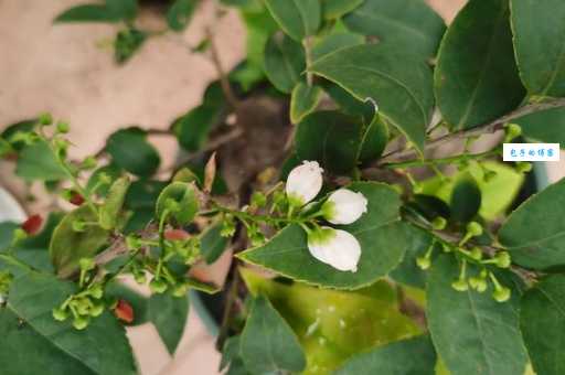 南烛的种植方法 杜鹃花科越橘属植物养护技巧