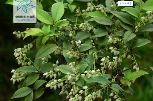 南烛的种植方法 杜鹃花科越橘属植物养护技巧