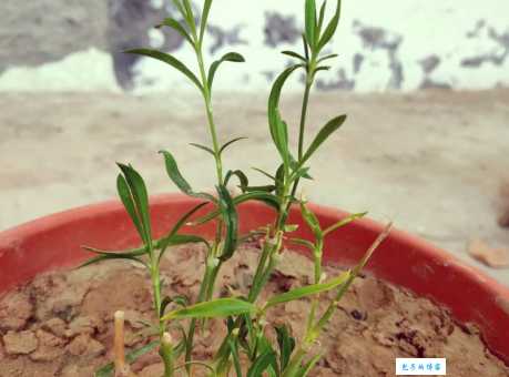 香石竹的种植方法 轻松养好石竹科石竹属植物