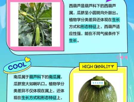 笋瓜和南瓜的区别 葫芦科南瓜属植物对比解析