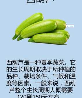 笋瓜和南瓜的区别 葫芦科南瓜属植物对比解析