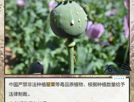 罂粟是什么植物 罂粟科罂粟属植物的特点与用途介绍