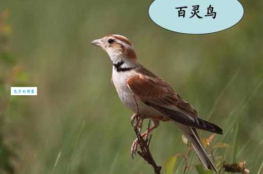 百灵鸟是什么鸟 百灵科鸟类的生活习性与特点