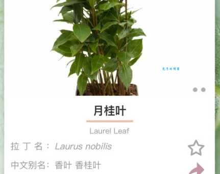 香叶的功效与作用 樟科月桂属植物香叶的好处