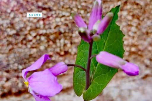 诸葛菜怎么种植 十字花科植物养护小技巧