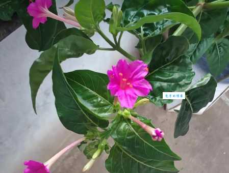 叶子花是什么植物 紫茉莉科叶子花属植物介绍