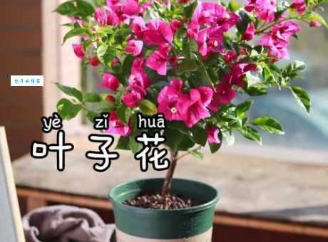 叶子花是什么植物 紫茉莉科叶子花属植物介绍