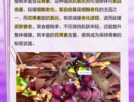 樱桃的营养价值 蔷薇科李属植物的健康益处