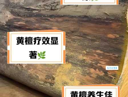 黄檀的用途有哪些 豆科黄檀属植物价值揭秘