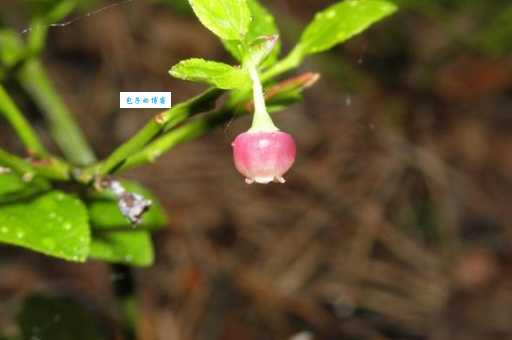 南烛在哪里生长 探寻杜鹃花科越橘属植物的分布地