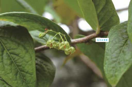 南烛在哪里生长 探寻杜鹃花科越橘属植物的分布地
