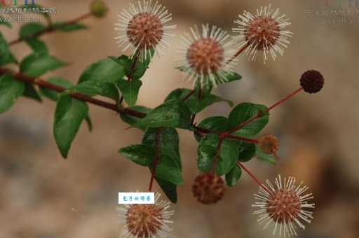 水团花在哪里分布 茜草科水团花属植物生长区域