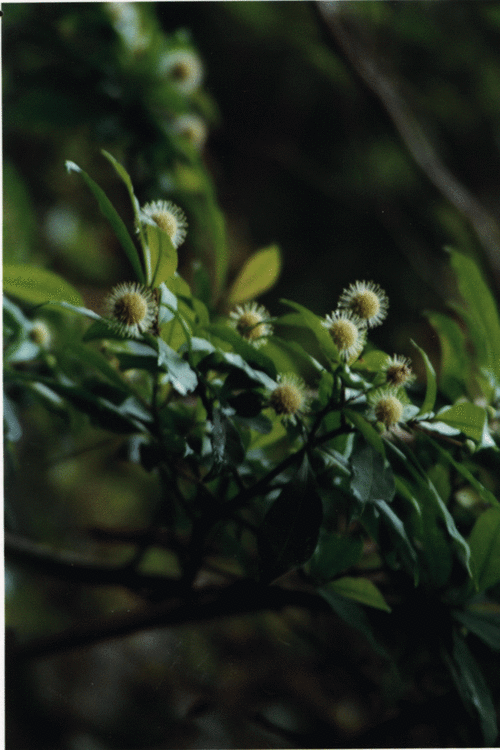 水团花在哪里分布 茜草科水团花属植物生长区域