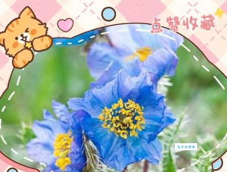 绿绒蒿的种植方法罂粟科植物养护技巧分享