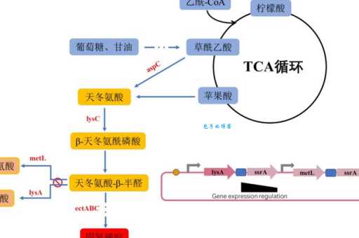 胞嘧啶核苷酸与DNA的关系 它如何影响遗传