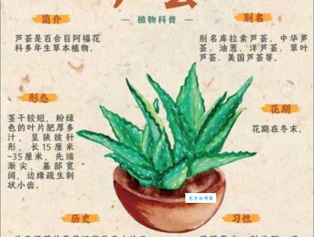 龙舌兰科与芦荟的区别你知道吗