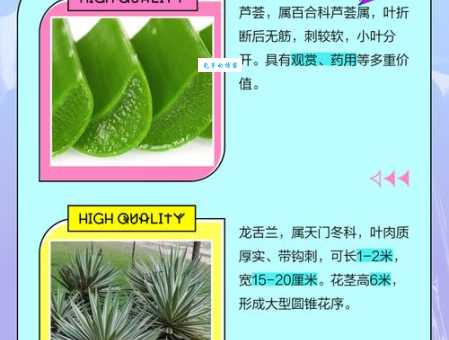 龙舌兰科与芦荟的区别你知道吗