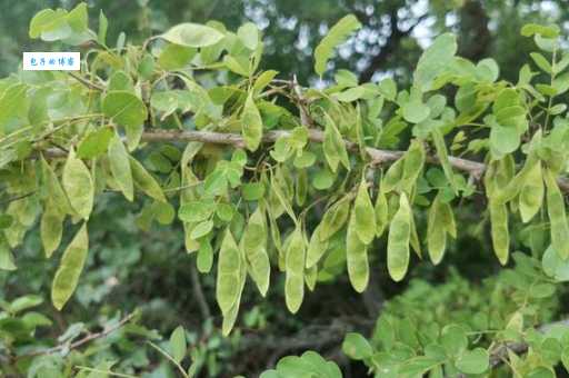 黄檀是什么植物 豆科黄檀属的珍贵树种介绍
