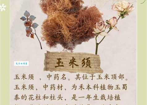 玉蜀黍的营养价值 禾本科植物健康益处解析