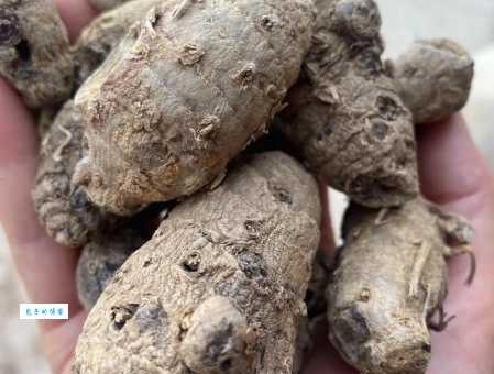 莪术种植方法 教你轻松培育这种药用价值高的植物